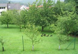 Ferienwohnung im Taunus