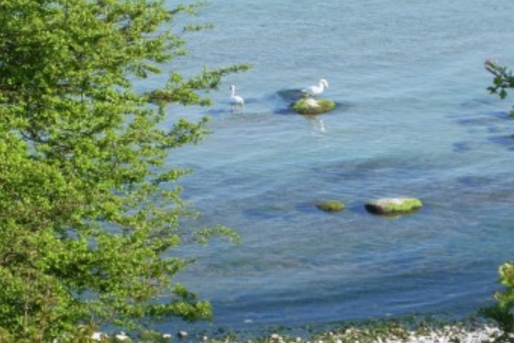 Ganz idyllisch und ungestört ein Schwanenpaar auf der Ostsee - hier an der Steilküste entlang zum Kap Arkona. Das Sammeln seltener und einmaliger Stei