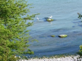 Ganz idyllisch und ungestört ein Schwanenpaar auf der Ostsee - hier an der Steilküste entlang zum Kap Arkona. Das Sammeln seltener und einmaliger Stei