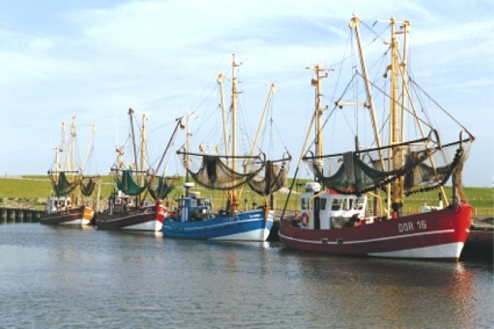 Cuxland Ferienparks: Bunte
Kutter bringen die Köstlichkeiten dieser Region auf den Tisch: frische Nordseekrabben!