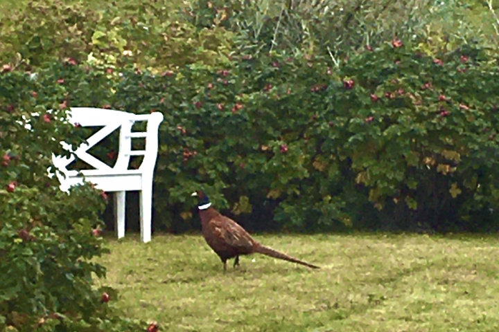 Fasanen-Besuch im Garten