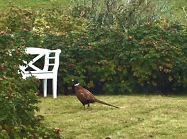 Fasanen-Besuch im Garten