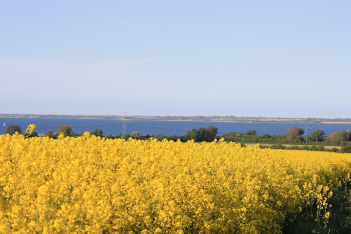 Rapsblüte im Mai