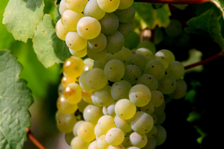 Reife Rieslingtrauben