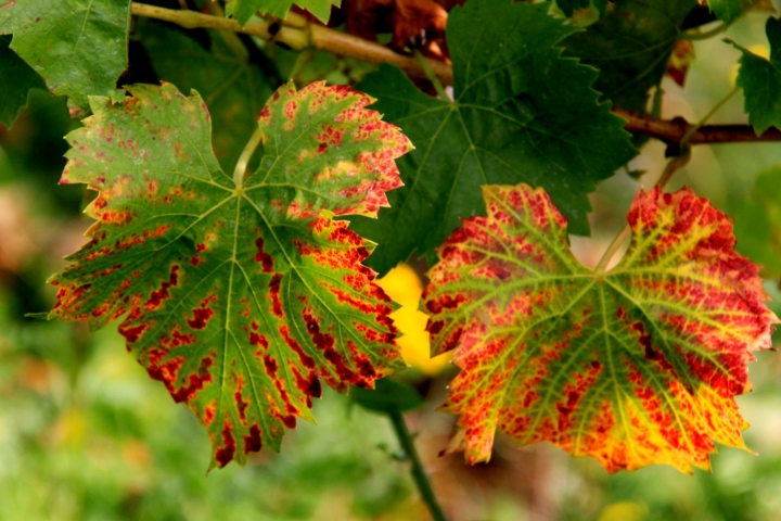 So leuchten unsere Rebstöcke im Herbst !