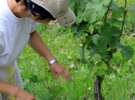 Auch heute ist in unseren Weinbergen noch Handarbeit gefragt wie hier beim Aufbinden.
