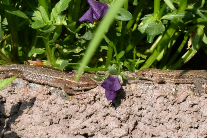 Natur pur direkt vor dem Zimmerfenster