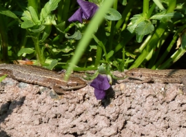 Natur pur direkt vor dem Zimmerfenster