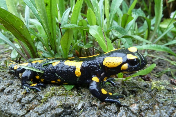 Feuersalamander im Garten
