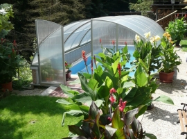 Pool mit blühenden Canna indica
