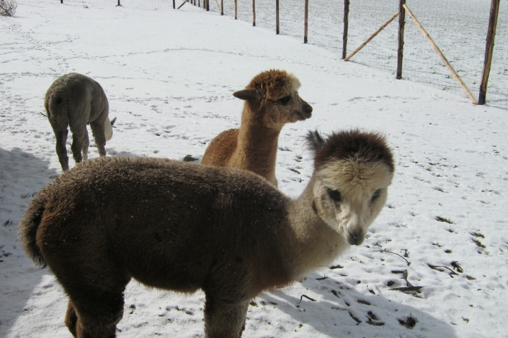 Unsere Alpakas