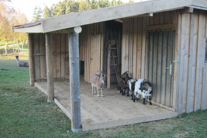 Unsere Ziegen-Ranch