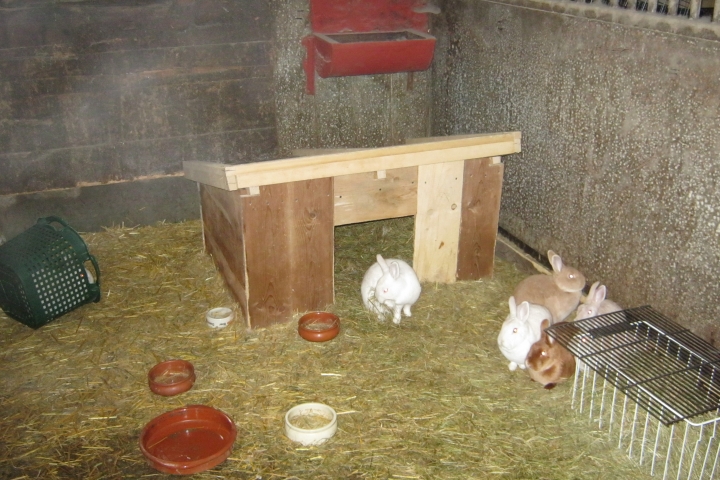 Unsere Hasen