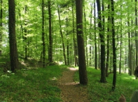 Foto 19