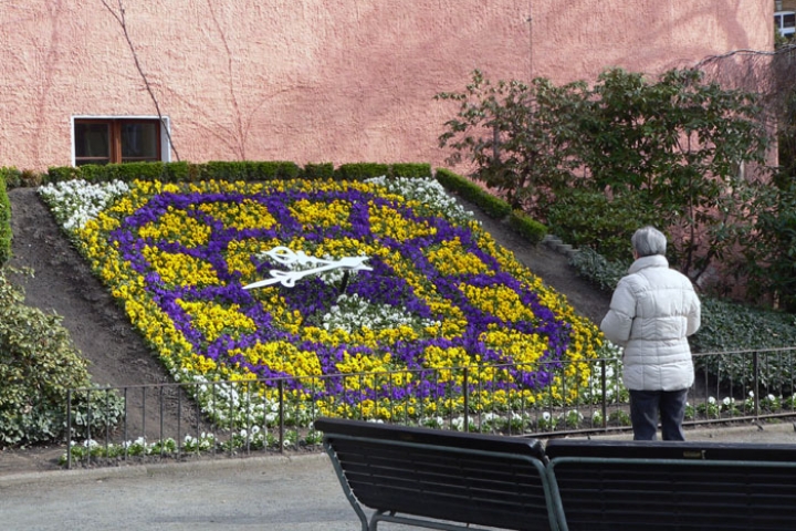 Blumenuhr in Zittau