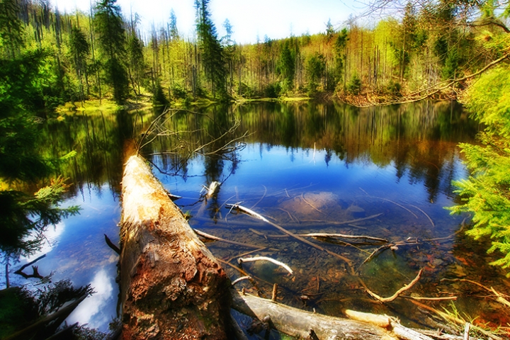 Waldsee