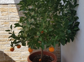 Foto 10