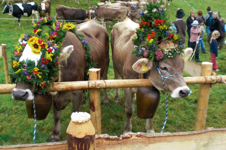 Viehscheid im südlichen Ostallgäu
