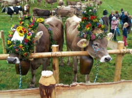 Viehscheid im südlichen Ostallgäu