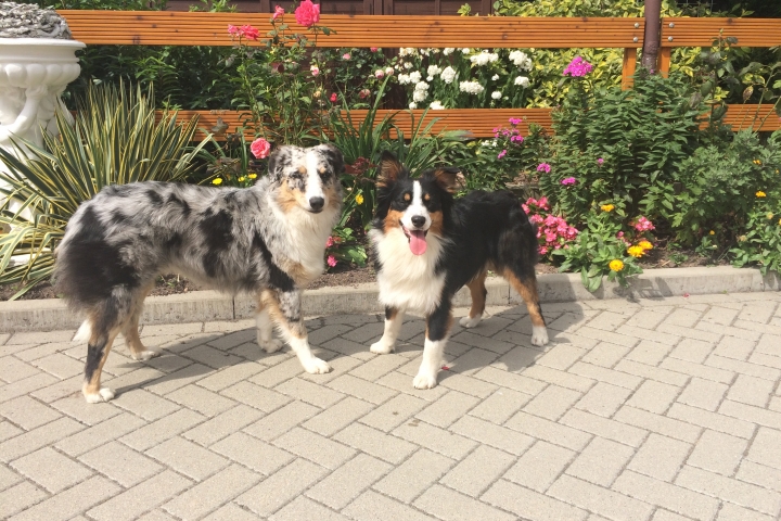 Unsere beiden Australian Shepherd
