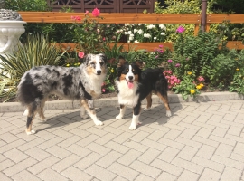 Unsere beiden Australian Shepherd 