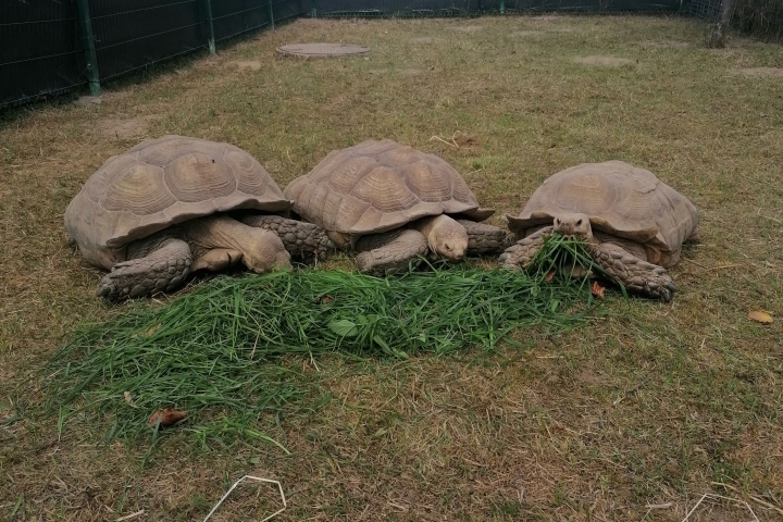 Afrikanische Spornschildkröten zu Besuch über den Sommer bei uns