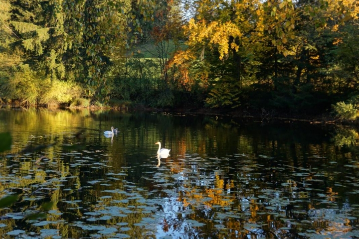 Naturschutzgebiet ;Widdumer Weiher; in nächster nähe