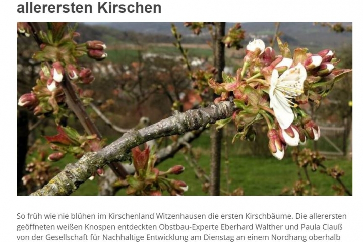 Kirschblüte 2024 Mitte April erwartet!