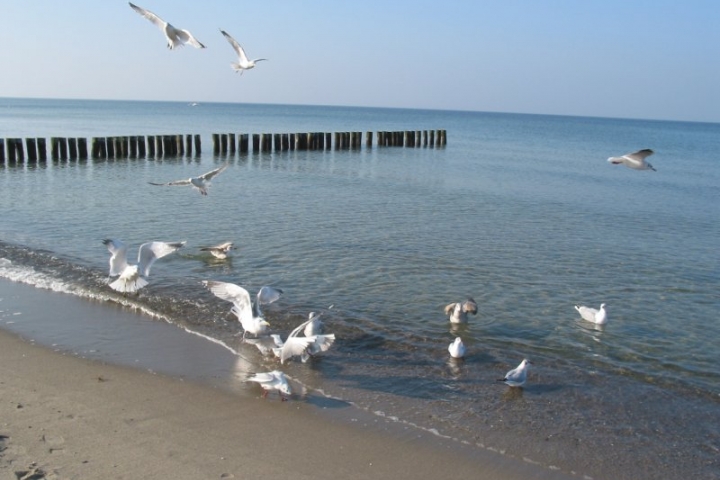 Möwen am Strand