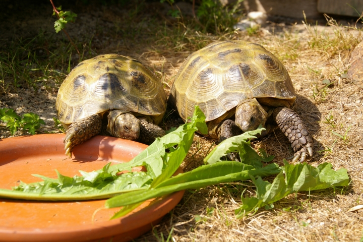 Unsere Schildkröten