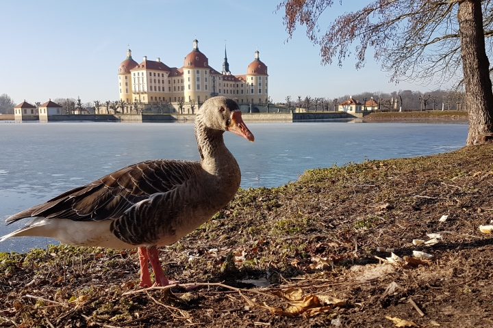Das Barockschloß Moritzburg