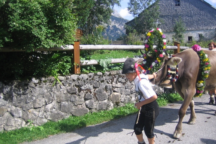 Almabtrieb Allgäu