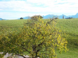 Ausblick vom Balkon auf die Allgäuer Alpen