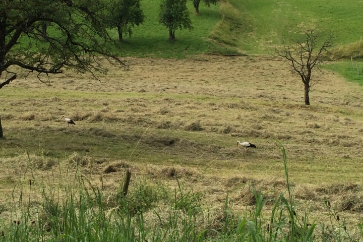 ... Störche zwischen Hödingen und Goldbach ...