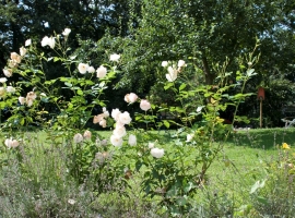 Foto 9