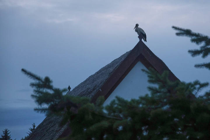 Der Storch lässt sich beim Nachbarn sehen.