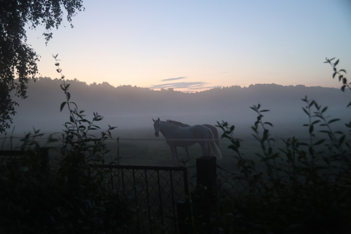 Pferde auf der Koppel hinter dem Grundstück. Natur pur in Ulrichshorst.