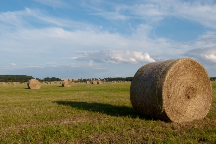 Geballte Natur in Ulrichshorst.