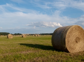 Geballte Natur in Ulrichshorst.