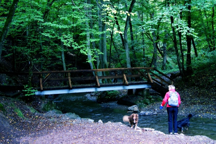 Hunde genießen ein Bad im
Ehrbach
