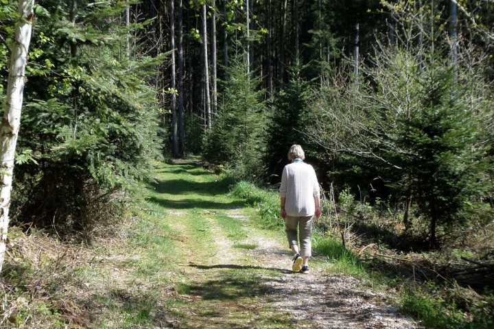 die nahen Wälder laden ein zum entspannten Spaziergang