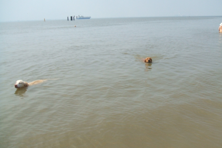 Badespaß für Hunde an der Knock