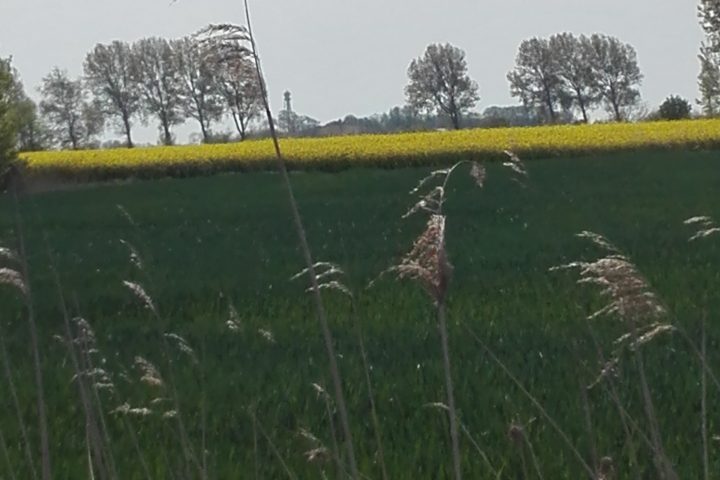 Feldweg in Hamswehrum mit Blick auf den Campener Leuchtturm