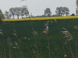Foto 21