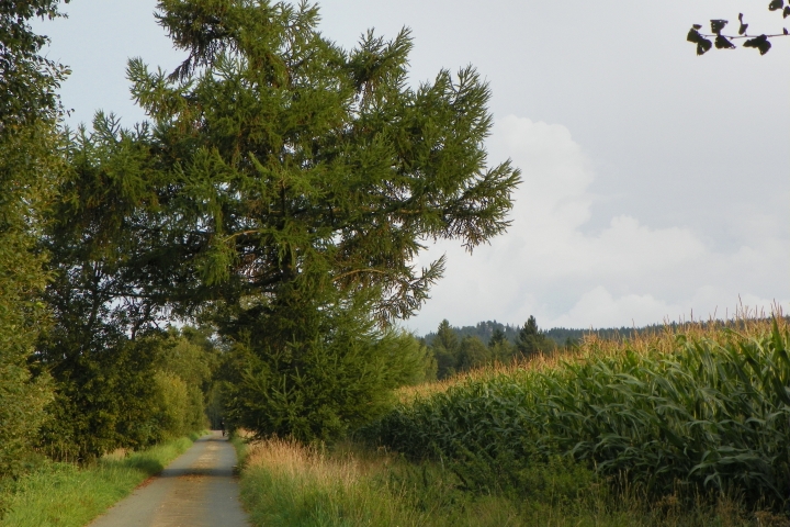 Kurze und längere Rundwege für Familien mit Kindern oder Gästen mit Hund(en) sind in ruhiger Umgebung besonders beliebt.