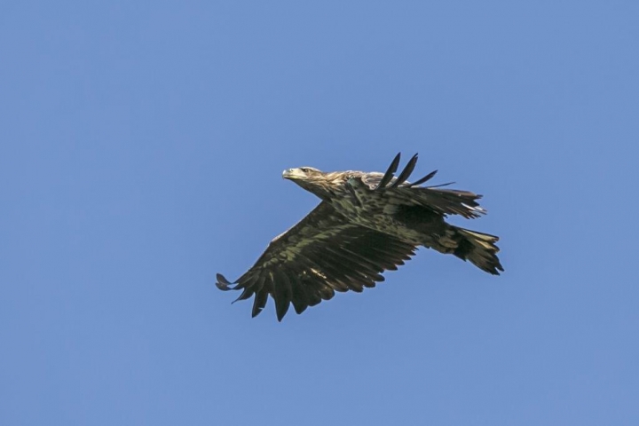 Seeadler