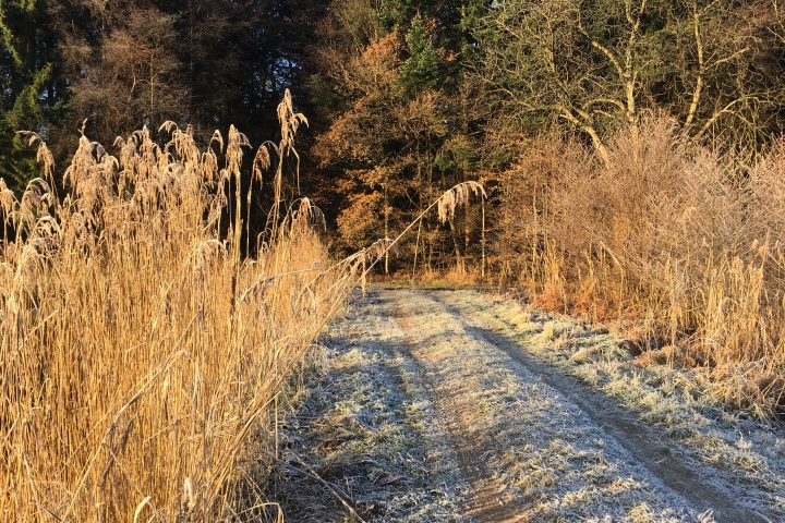Wanderweg an den Teichen im Winter