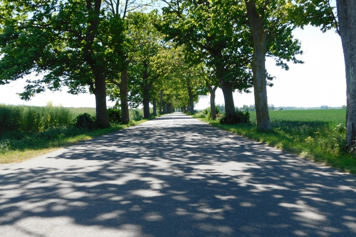 Allee zu unserem Haus