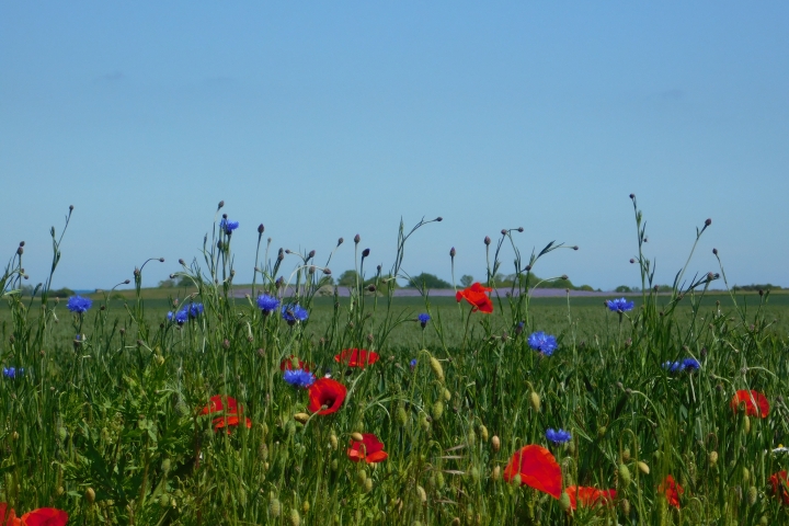 Mohn- und Kornblumen