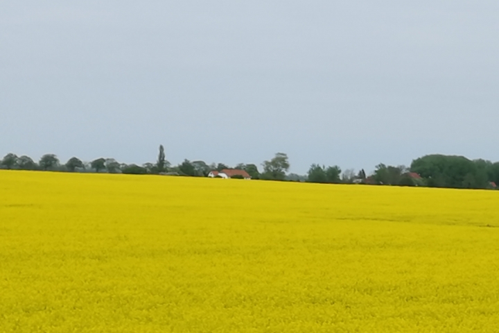 Rapsfelder vor unserem Haus